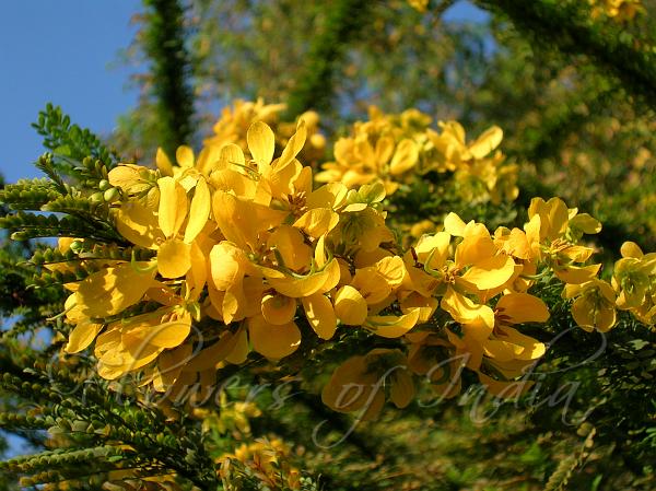 Desert Cassia Shrub 